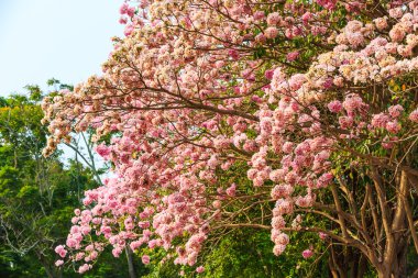 pembe trompet ağaç