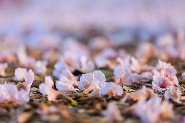 Fallen Pink Trumpet flowers — Stock Photo, Image