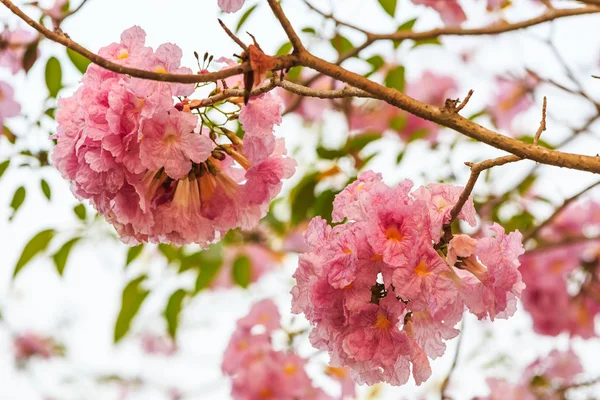 Pink Trumpet flower — Stock Photo, Image