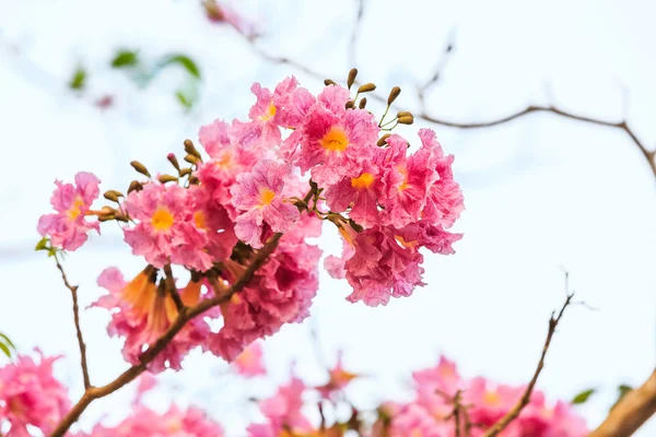 Pink Trumpet flower — Stock Photo, Image