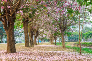 pembe trompet ağaç