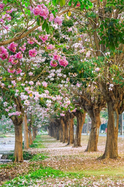 Pembe trompet ağaç — Stok fotoğraf