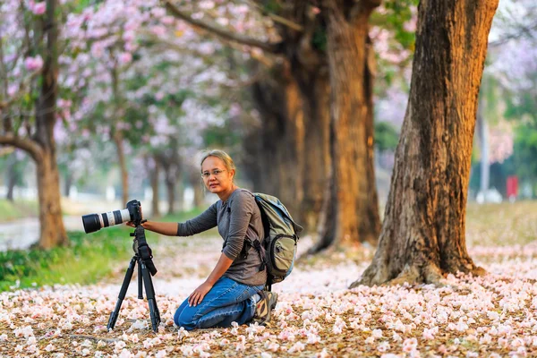 Fotograf z drzewa różowego trąbka — Zdjęcie stockowe