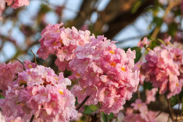 Pink Trumpet flower — Stock Photo, Image