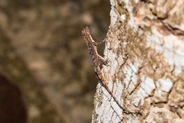 Benekli uçan ejderha