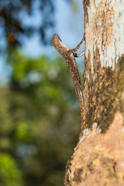 Benekli uçan ejderha