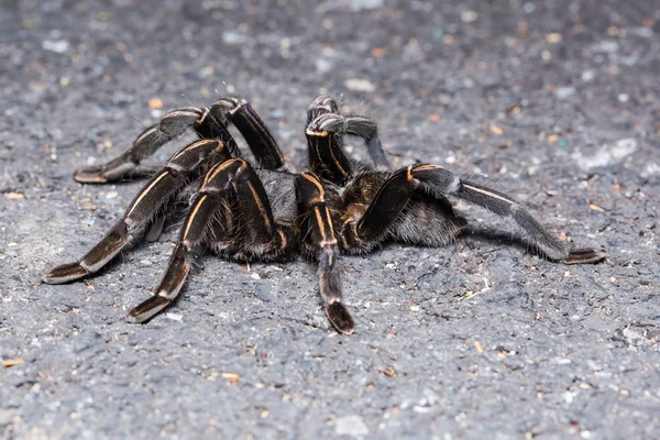 Тайская зебра тарантул — стоковое фото