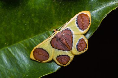 Plutodes flavescens güve
