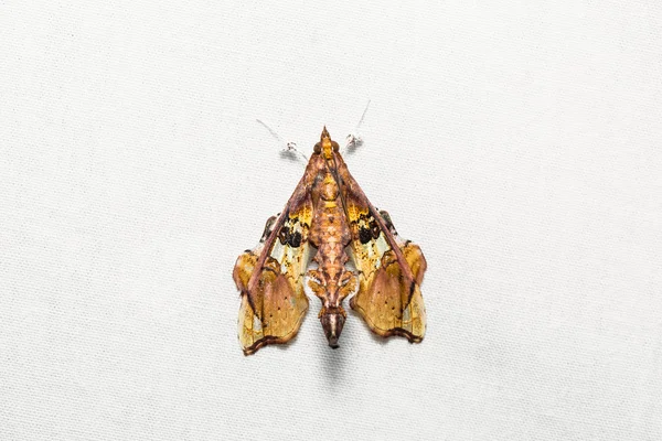 Terastia egihellis moth — стоковое фото