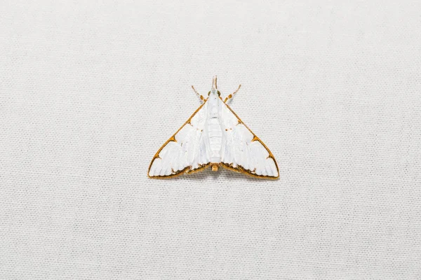 Cirrhochrista aetherialis moth — Stock Photo, Image
