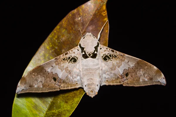 Ambulyx canthens hawk moth — стоковое фото