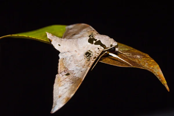 Ambulyx canescens halcón polilla — Foto de Stock