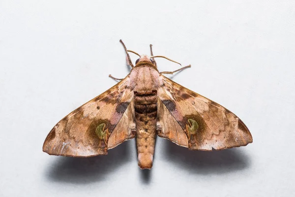 Durian hawkmoth på vit skärm — Stockfoto