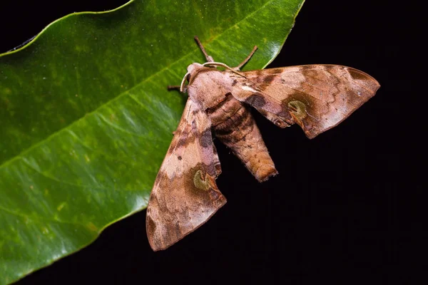 녹색 잎에 두리안 hawkmoth — 스톡 사진