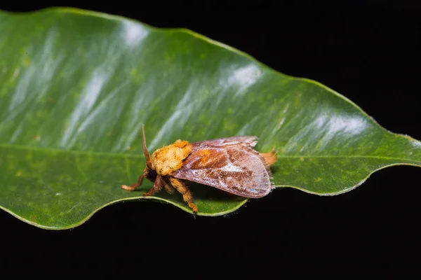 Miresa moth on green leaf — Stock Photo, Image