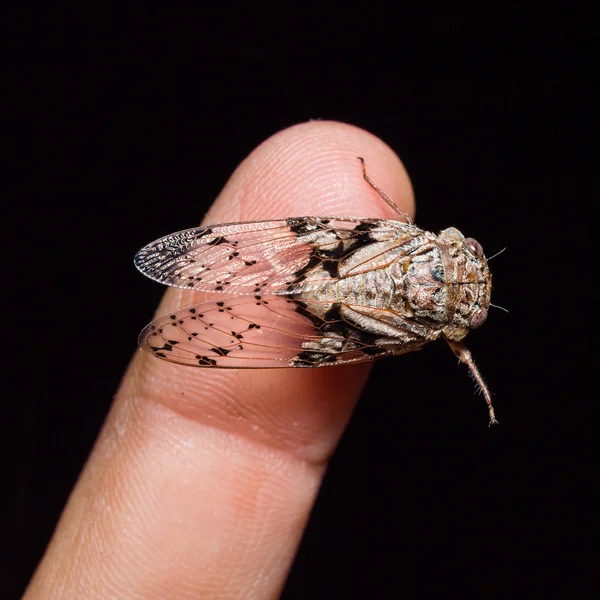 Cicada σε ανθρώπινο δάχτυλο — Φωτογραφία Αρχείου