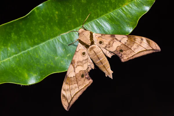 Ambulyx substrigilis hawk ćma — Zdjęcie stockowe