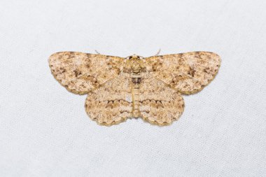Engrailed veya küçük Engrailed güve
