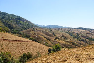 Çorak teraslı pirinç alan