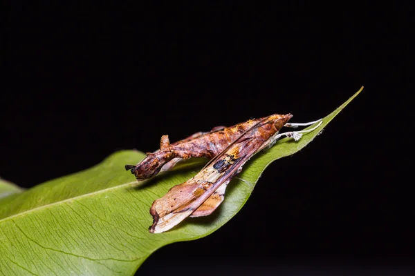 Terastia egialealis vlinder — Stockfoto