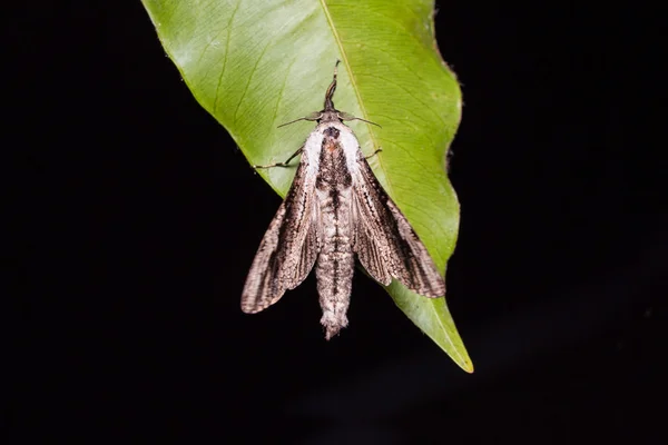 Xyleutes moth på gröna blad — Stockfoto