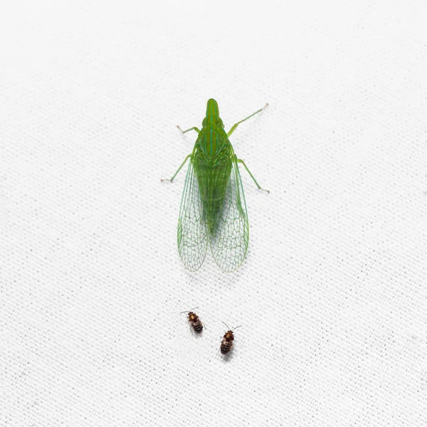 흰색 화면에 녹색 planthopper — 스톡 사진