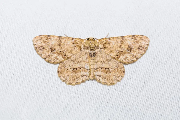 Engrailed veya küçük Engrailed güve