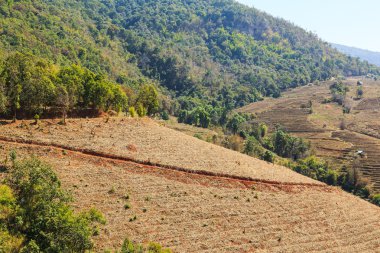 Çorak teraslı pirinç alan