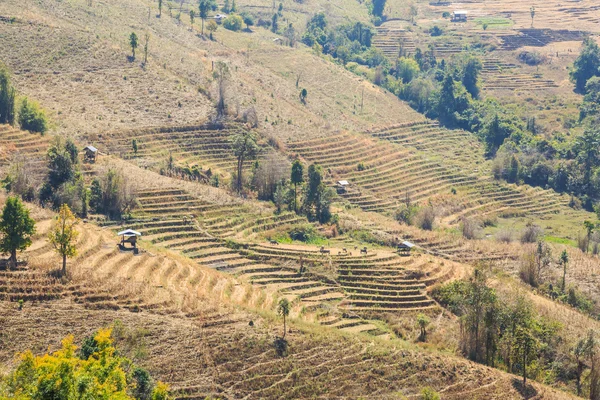 Campo de arroz en terrazas estériles — Foto de Stock