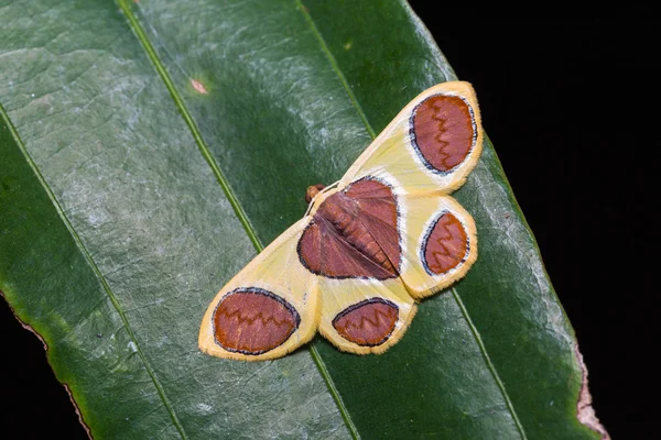 Plutodes flavescens traça — Fotografia de Stock