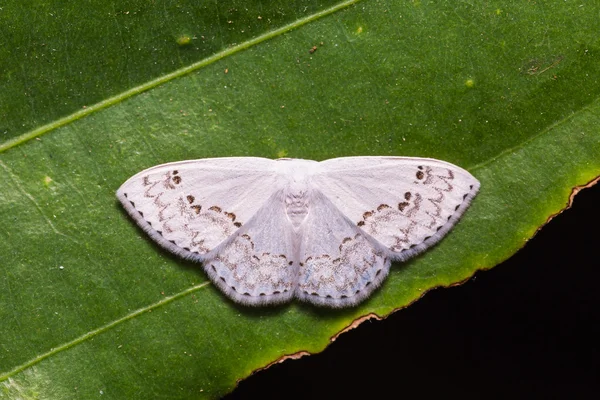 Teldenia specca güve yeşil yaprak üzerinde — Stok fotoğraf