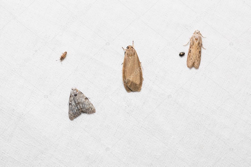 Tiny moths on white screen — Stock Photo © teptong 105879680
