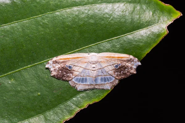 Leucoblepsis excisa ćma na zielony liść — Zdjęcie stockowe