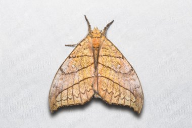 Gangarides dharma güve