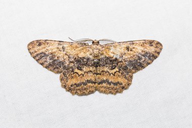 Beyaz ekranda tanımlanamayan güve