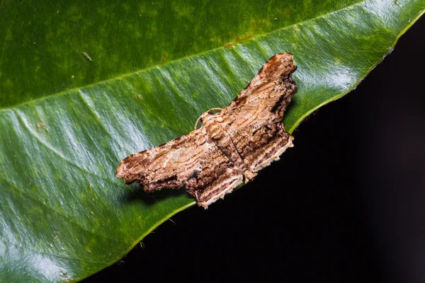 Niet-geïdentificeerde nachtvlinder op groen blad — Stockfoto