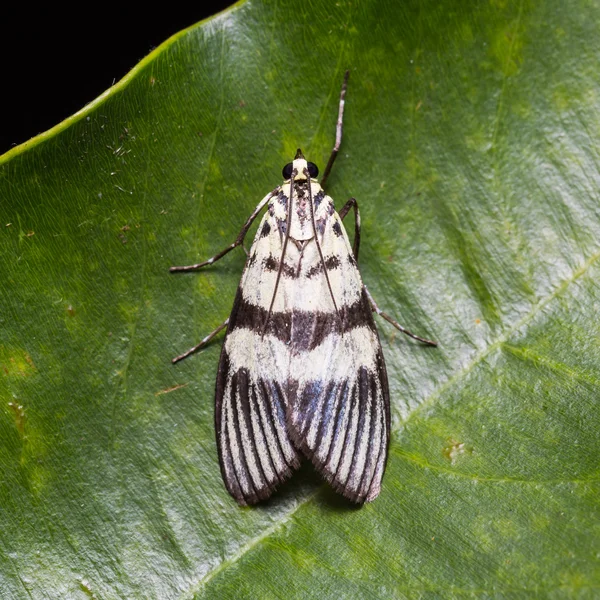 Traça não identificada na folha verde — Fotografia de Stock