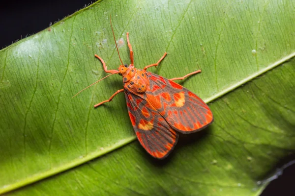 Tiger moth (Barsine-cuneonotatus) — Stock Fotó