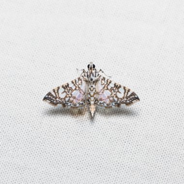 Glyphodes onychinalis güve