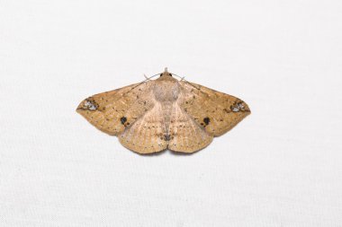 Erebid güve beyaz ekran