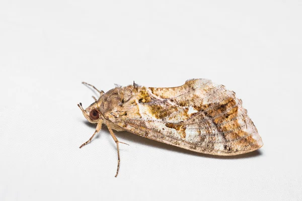 Unidentified brown moth — Stock Photo, Image