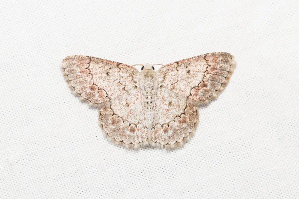 Geometridae moth na bílé plátno — Stock fotografie