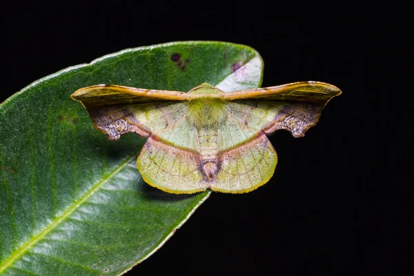 Fascellina plagiata nachtvlinder — Stockfoto