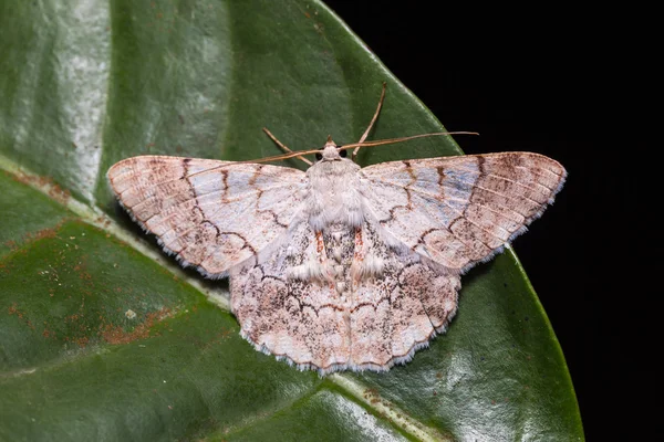 Geometridae moth na zelený list — Stock fotografie