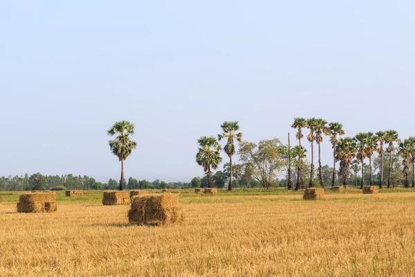 Рисовое поле после сбора урожая — стоковое фото