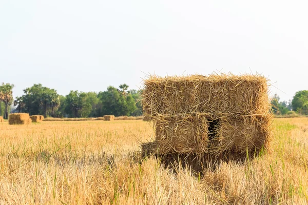 Rýžové slámy bale — Stock fotografie