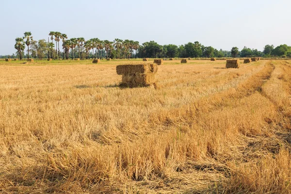 Balle de paille de riz — Photo