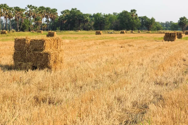 Balle de paille de riz — Photo