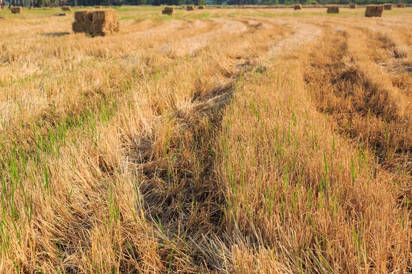 Campo de arroz después de la cosecha — Foto de Stock