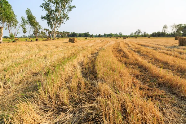 Rýžové pole po sklizni — Stock fotografie